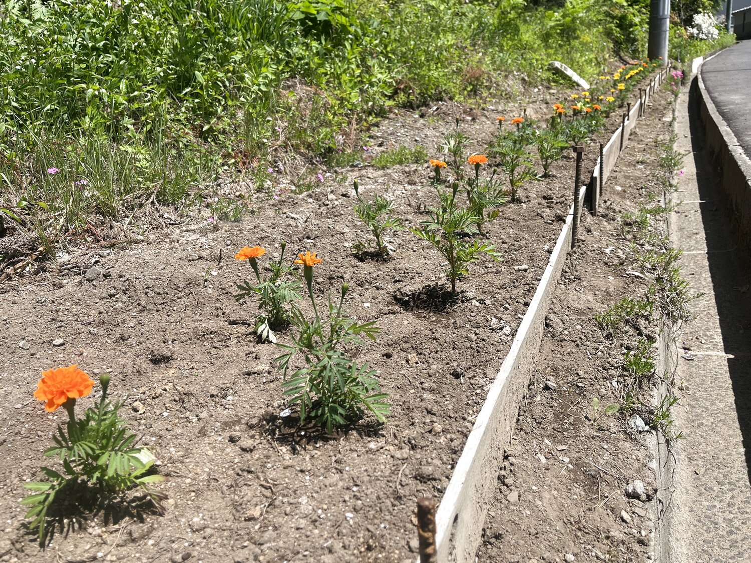 山王台町内会で花苗植えを行いました